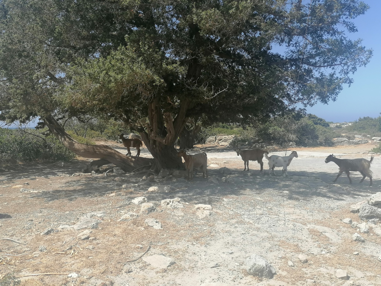 Balos elafonissi pink sand beach Elafonissi Crete